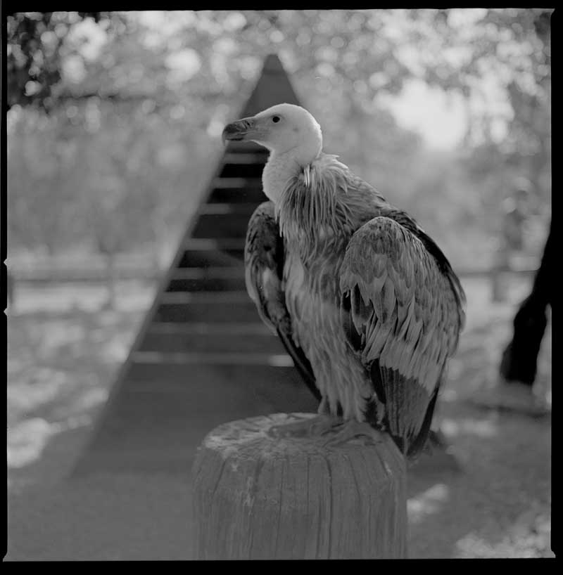 rocamadour-rapace-003