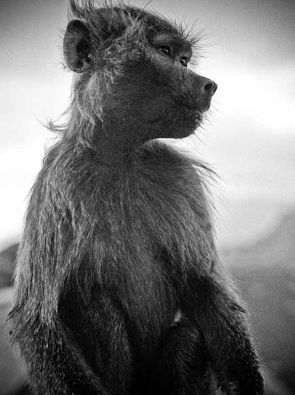 singe 1-1